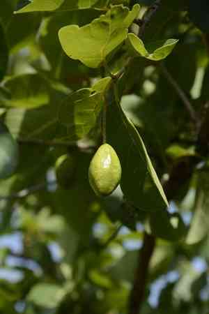 Black-myrobalan(Terminalia chebula)