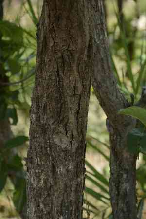 Black-myrobalan(Terminalia chebula)