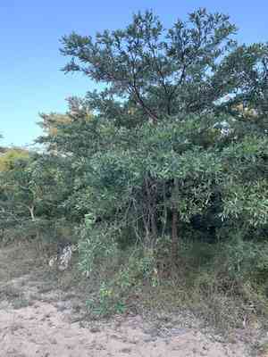 Silver terminalia(Terminalia sericea)