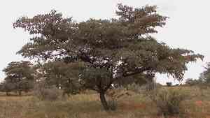 Silver terminalia(Terminalia sericea)