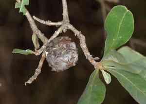 Silver terminalia(Terminalia sericea)