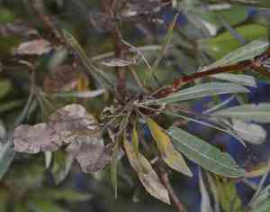 Silver terminalia(Terminalia sericea)