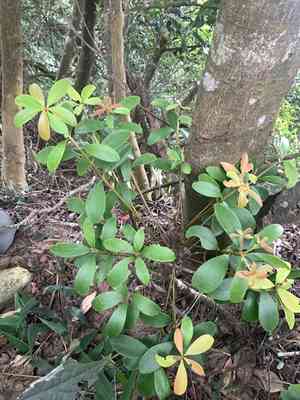 Japanese ternstroemia(Ternstroemia gymnanthera)