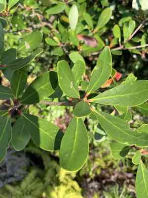 Japanese ternstroemia(Ternstroemia gymnanthera)
