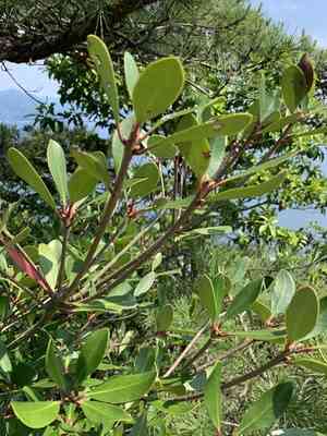 Japanese ternstroemia(Ternstroemia gymnanthera)