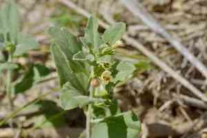 Coulter's wrinklefruit(Tetraclea coulteri)
