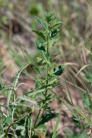 Coulter's wrinklefruit(Tetraclea coulteri)