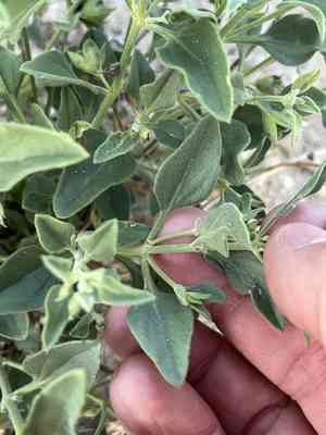 Coulter's wrinklefruit(Tetraclea coulteri)