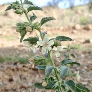 Coulter's wrinklefruit(Tetraclea coulteri)