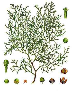 The Arar tree Plant Advantage: Maximizing Home and Office Appeal and ...
