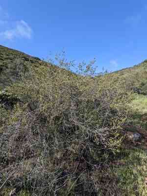 Parry's tetracoccus(Tetracoccus dioicus)