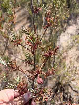 Parry's tetracoccus(Tetracoccus dioicus)
