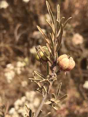 Parry's tetracoccus(Tetracoccus dioicus)