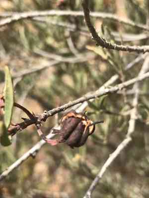 Parry's tetracoccus(Tetracoccus dioicus)