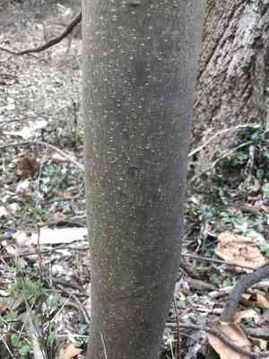 Bee-bee tree(Tetradium daniellii)