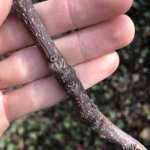 Bee-bee tree(Tetradium daniellii)