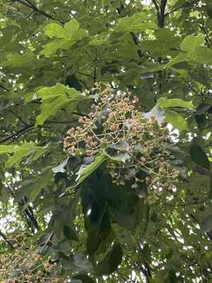 Bee-bee tree(Tetradium daniellii)