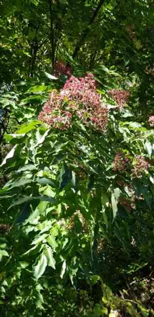 Bee-bee tree(Tetradium daniellii)