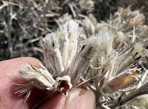 Mojave cottonthorn(Tetradymia stenolepis)