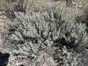 Mojave cottonthorn(Tetradymia stenolepis)