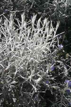 Mojave cottonthorn(Tetradymia stenolepis)