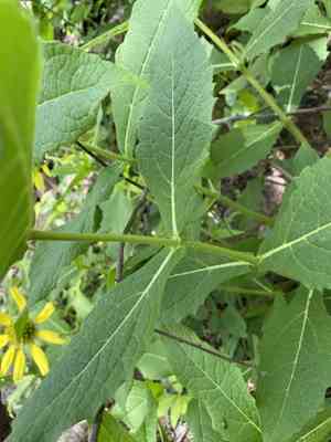 Pineland nerveray(Tetragonotheca helianthoides)