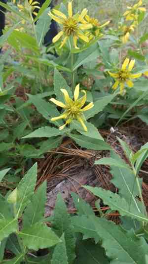 Pineland nerveray(Tetragonotheca helianthoides)