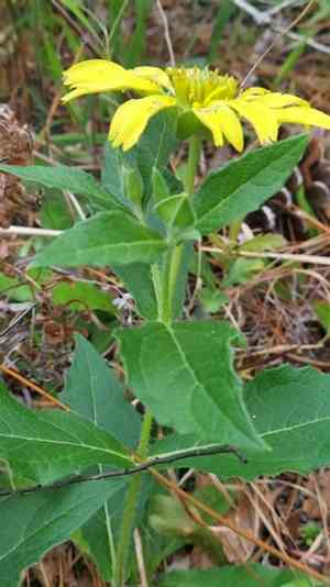 Pineland nerveray(Tetragonotheca helianthoides)