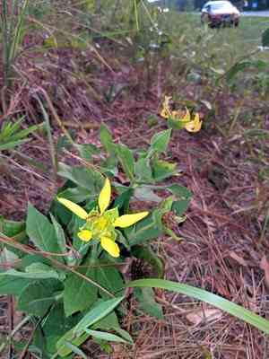 Pineland nerveray(Tetragonotheca helianthoides)