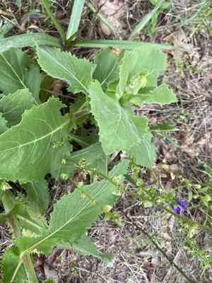 Louisiana nerveray(Tetragonotheca ludoviciana)