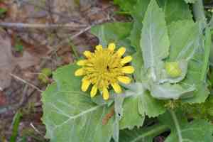 Louisiana nerveray(Tetragonotheca ludoviciana)