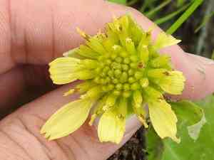 Louisiana nerveray(Tetragonotheca ludoviciana)