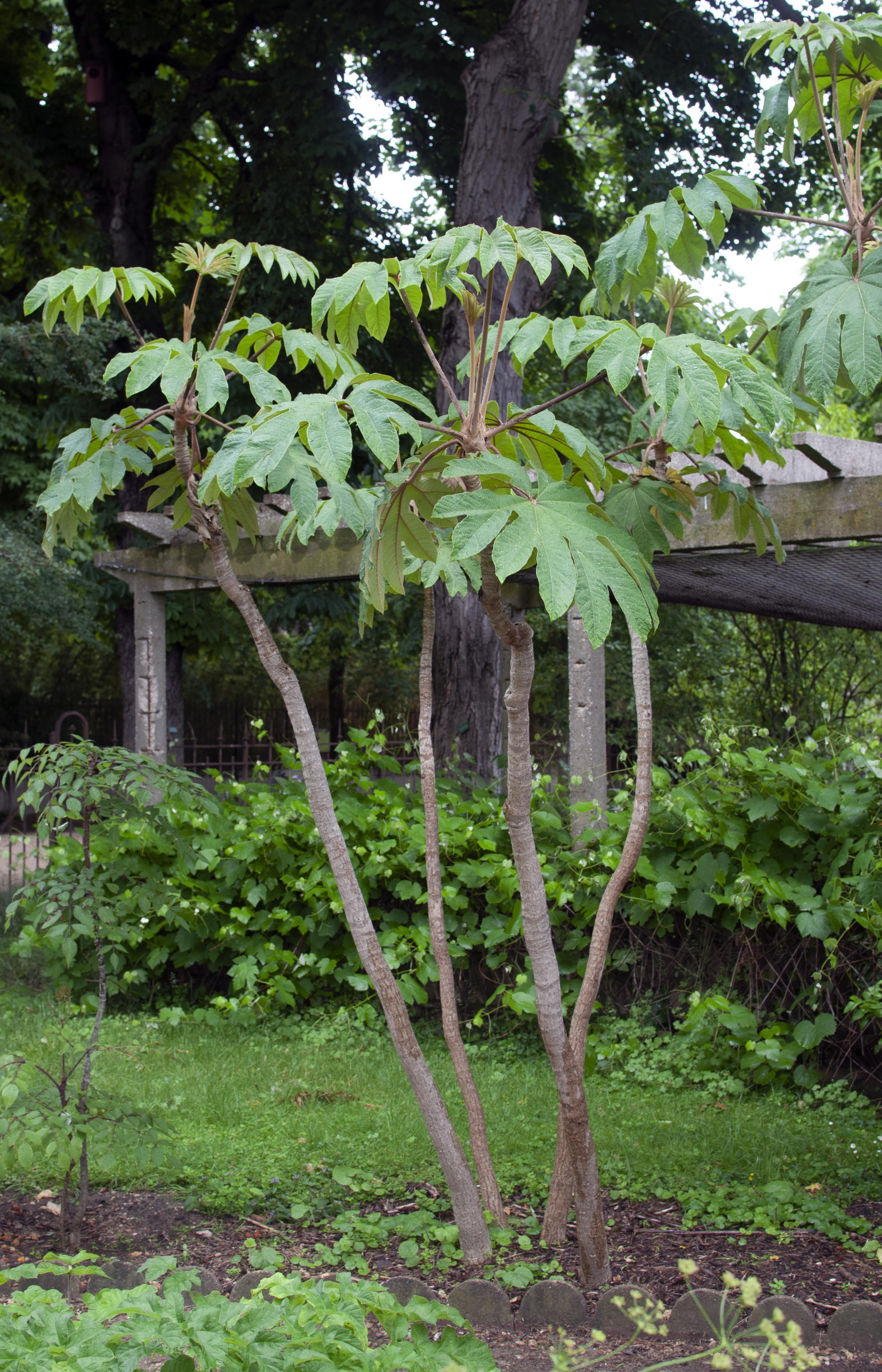 Rice-paper plant