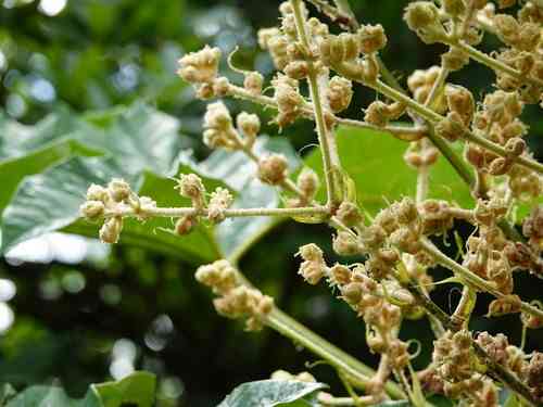 Rice-paper plant(Tetrapanax papyrifer)