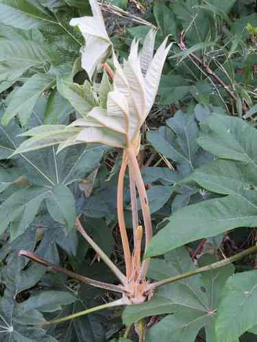 Rice-paper plant(Tetrapanax papyrifer)