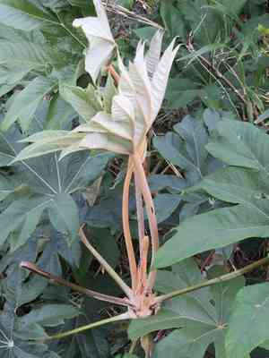 Rice-paper plant(Tetrapanax papyrifer)