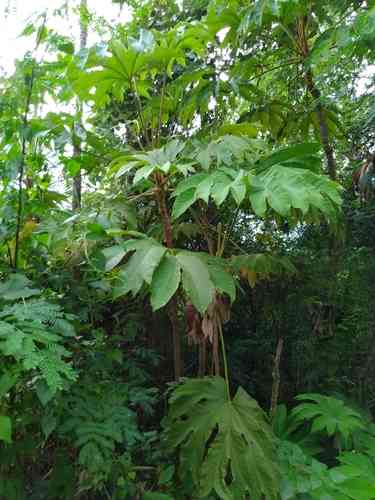 Rice-paper plant(Tetrapanax papyrifer)