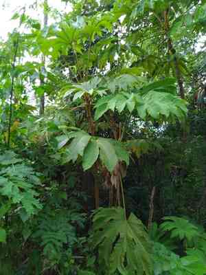 Rice-paper plant(Tetrapanax papyrifer)