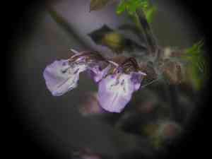 Cutleaf germander(Teucrium botrys)