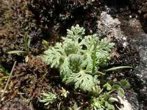 Cutleaf germander(Teucrium botrys)