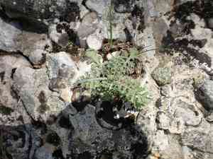 Cutleaf germander(Teucrium botrys)