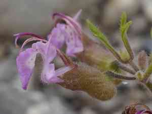 Cutleaf germander(Teucrium botrys)