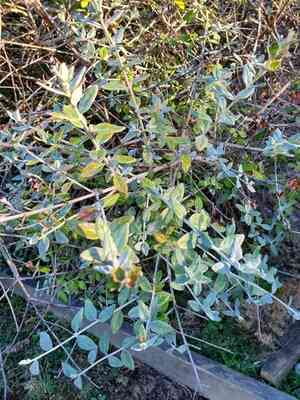 Tree germander(Teucrium fruticans)