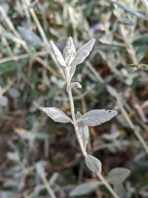 Tree germander(Teucrium fruticans)