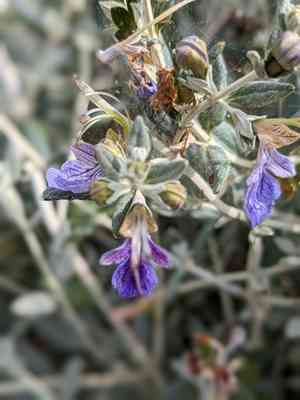 Tree germander(Teucrium fruticans)