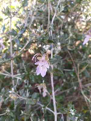 Tree germander(Teucrium fruticans)