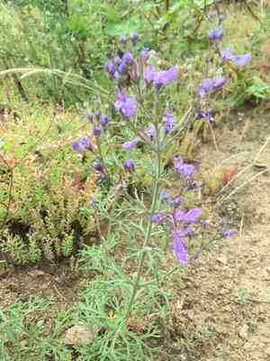 Oriental germander(Teucrium orientale)