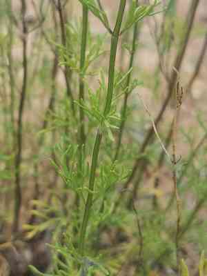 Oriental germander(Teucrium orientale)
