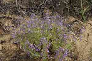 Oriental germander(Teucrium orientale)