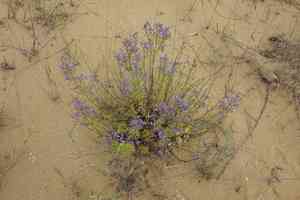 Oriental germander(Teucrium orientale)